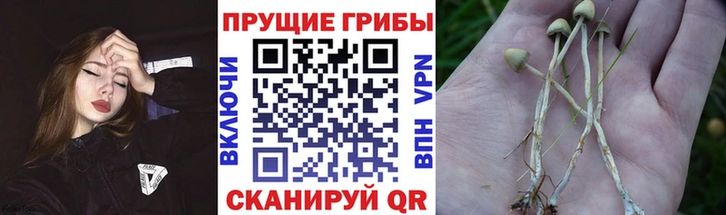 где найти   Арзамас  Галлюциногенные грибы Psilocybe 